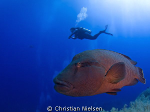 Mr Big. Napoleon and my wife on Little Brother, Egypt. Ol... by Christian Nielsen 